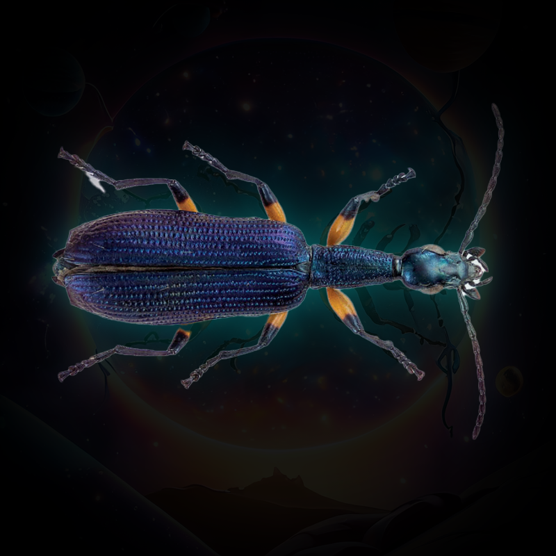 Picture of a bug (insect)